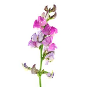 Purple Hyacinth Beans for Summer Shade Image